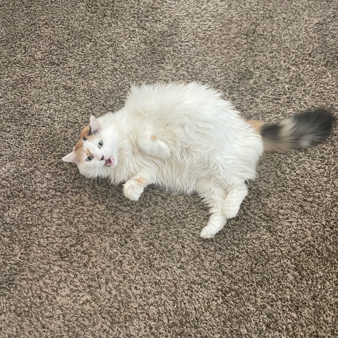 I'm Pawsitively Approved  And Reviewed