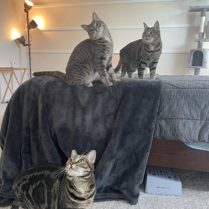 I'm Pawsitively Approved  And Reviewed
