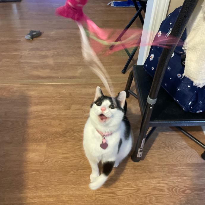 I'm Pawsitively Approved  And Reviewed
