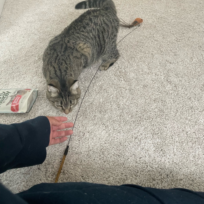 I'm Pawsitively Approved  And Reviewed