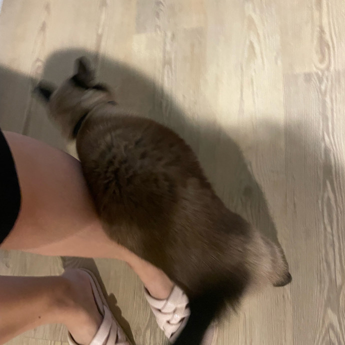 I'm Pawsitively Approved  And Reviewed