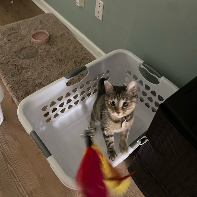 I'm Pawsitively Approved  And Reviewed