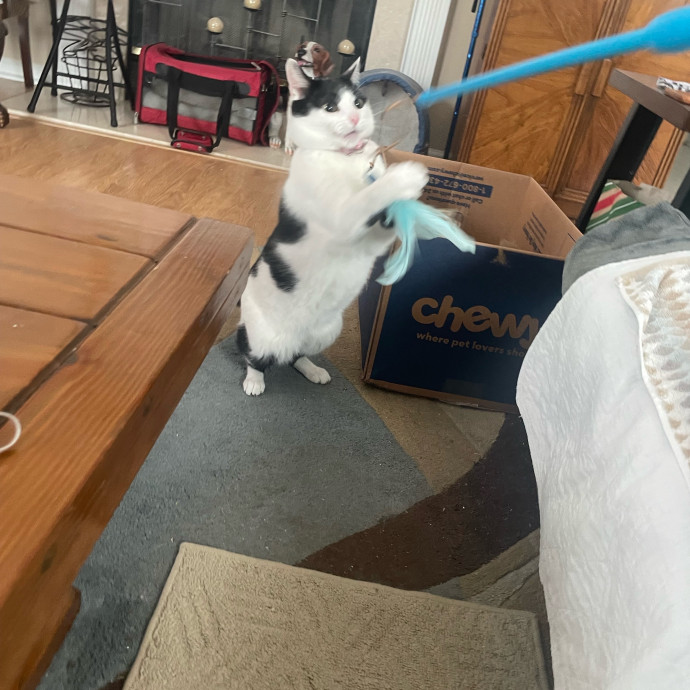 I'm Pawsitively Approved  And Reviewed