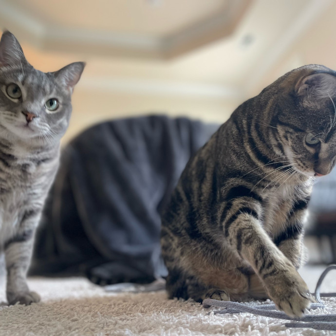 I'm Pawsitively Approved  And Reviewed