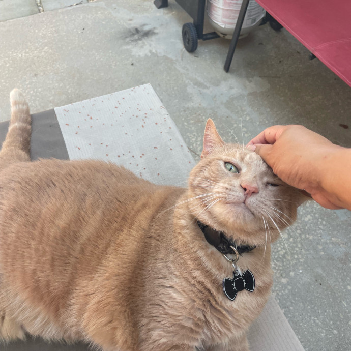 I'm Pawsitively Approved  And Reviewed