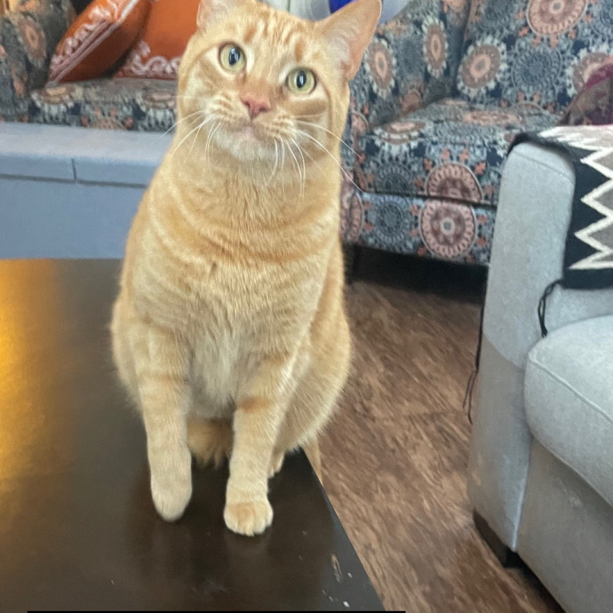 I'm Pawsitively Approved  And Reviewed