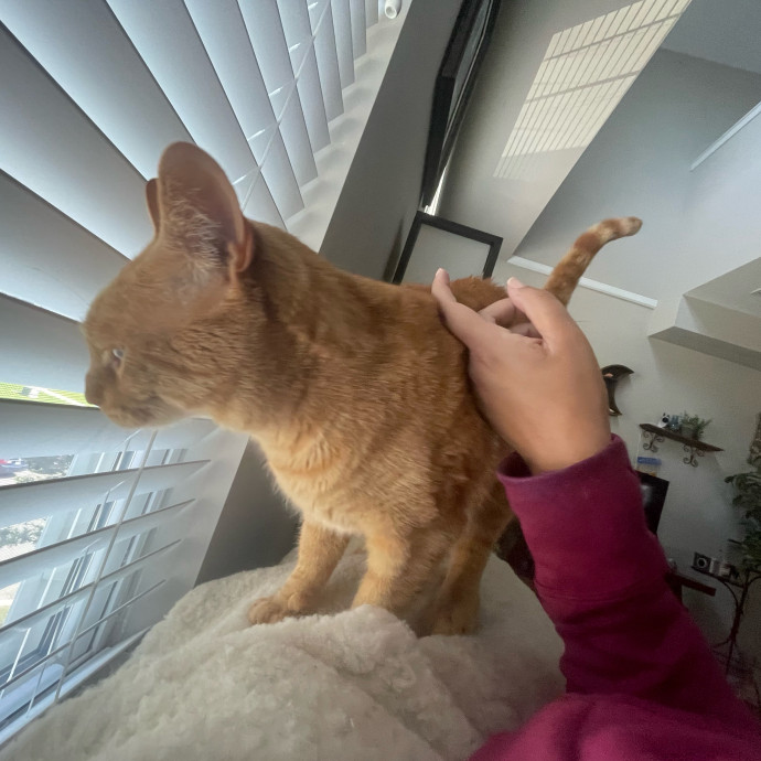 I'm Pawsitively Approved  And Reviewed