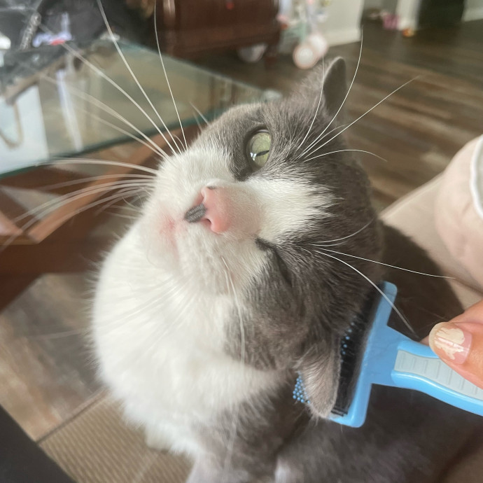 I'm Pawsitively Approved  And Reviewed