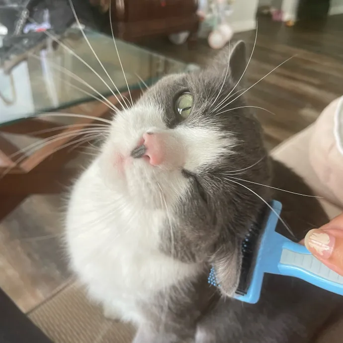 I'm Pawsitively Approved  And Reviewed