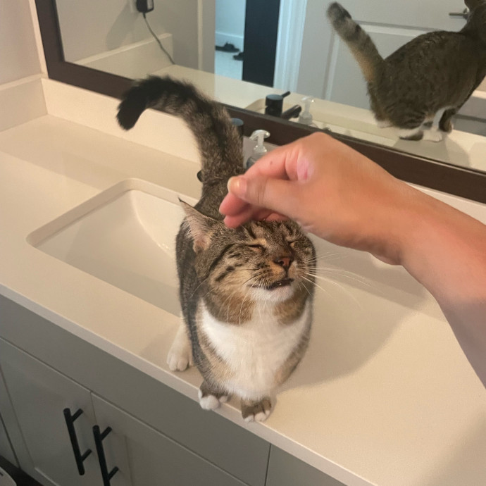 I'm Pawsitively Approved  And Reviewed
