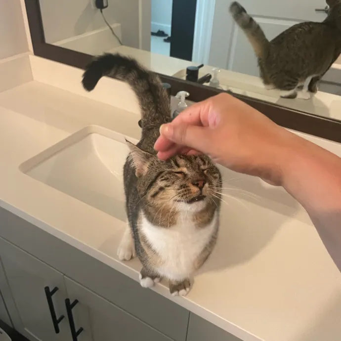 I'm Pawsitively Approved  And Reviewed