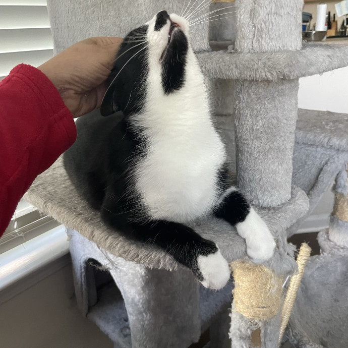 I'm Pawsitively Approved  And Reviewed