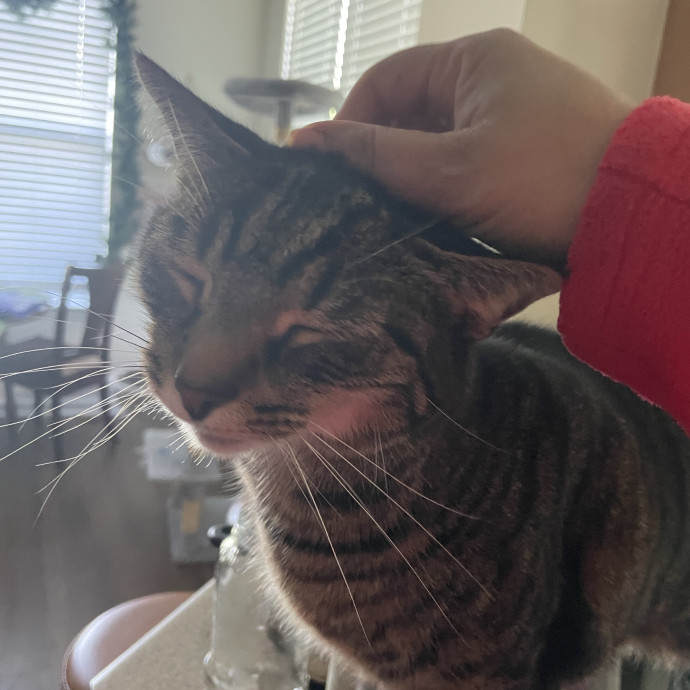 I'm Pawsitively Approved  And Reviewed