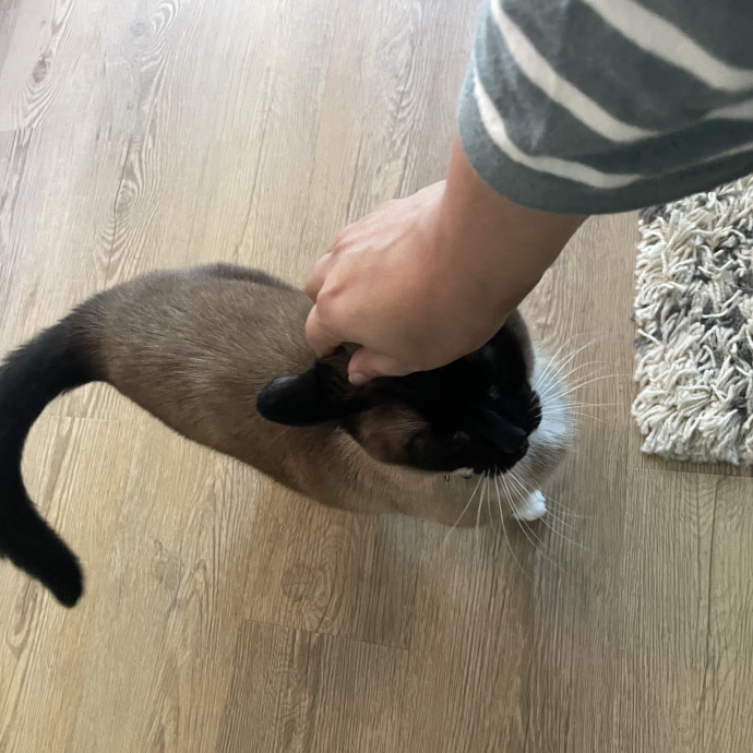 I'm Pawsitively Approved  And Reviewed