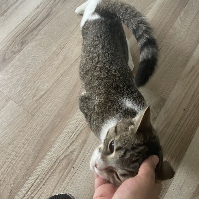 I'm Pawsitively Approved  And Reviewed photo 3