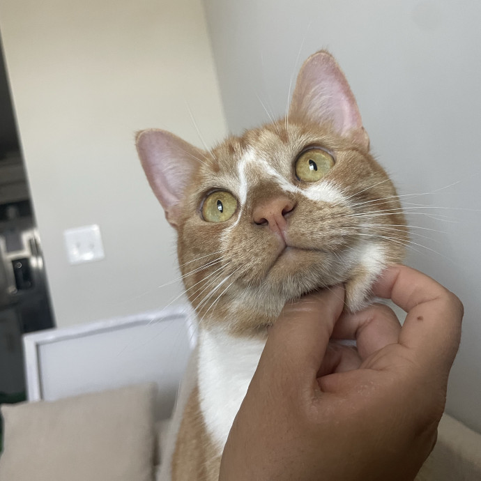 I'm Pawsitively Approved  And Reviewed