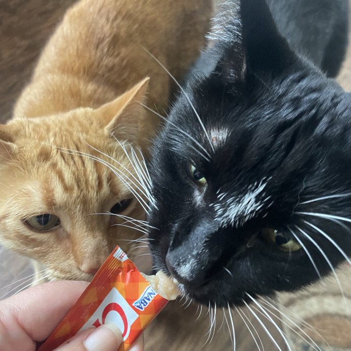 I'm Pawsitively Approved  And Reviewed photo 3