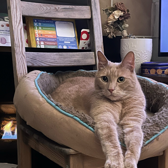 Fil's Fantastic Fantasy Cat Service
