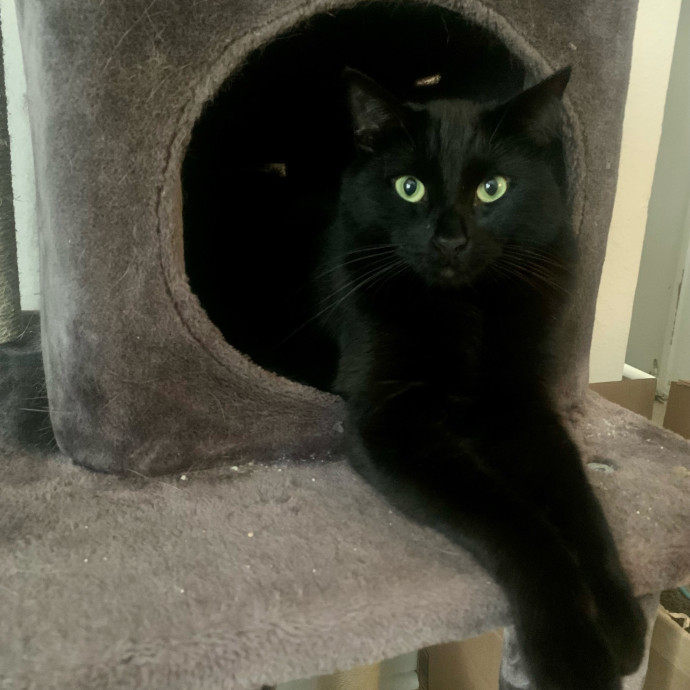 Fil's Fantastic Fantasy Cat Service
