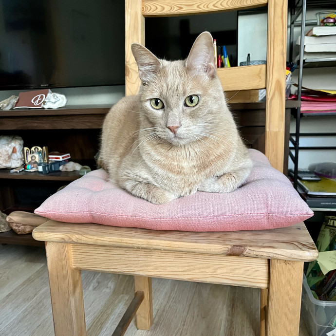 Fil's Fantastic Fantasy Cat Service