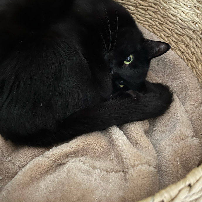 Fil's Fantastic Fantasy Cat Service