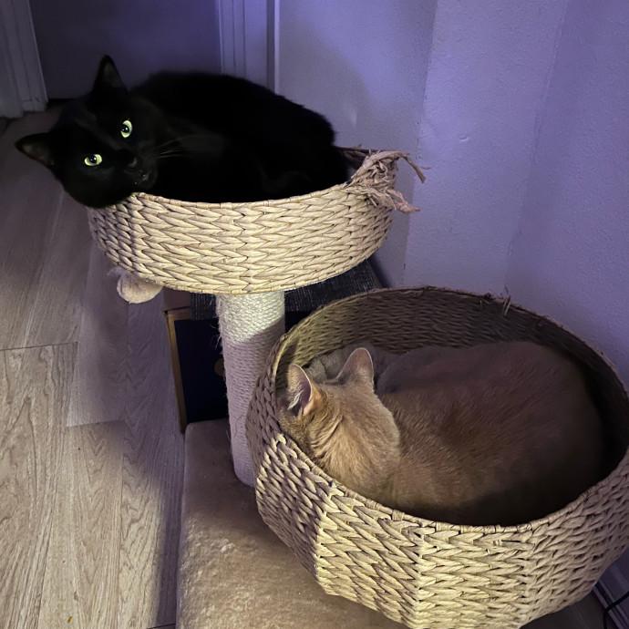 Fil's Fantastic Fantasy Cat Service photo 2