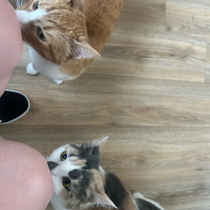 Compassionate Cat Sitter In Winston