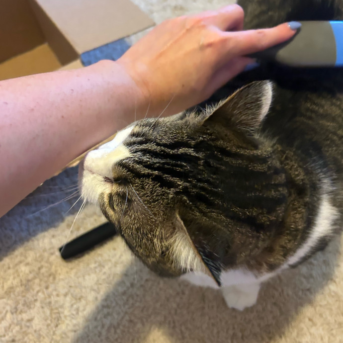 Compassionate Cat Sitter In Winston