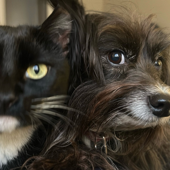 Compassionate Cat Sitter In Winston