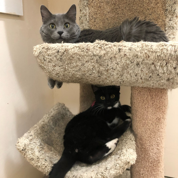 Compassionate Cat Sitter In Winston