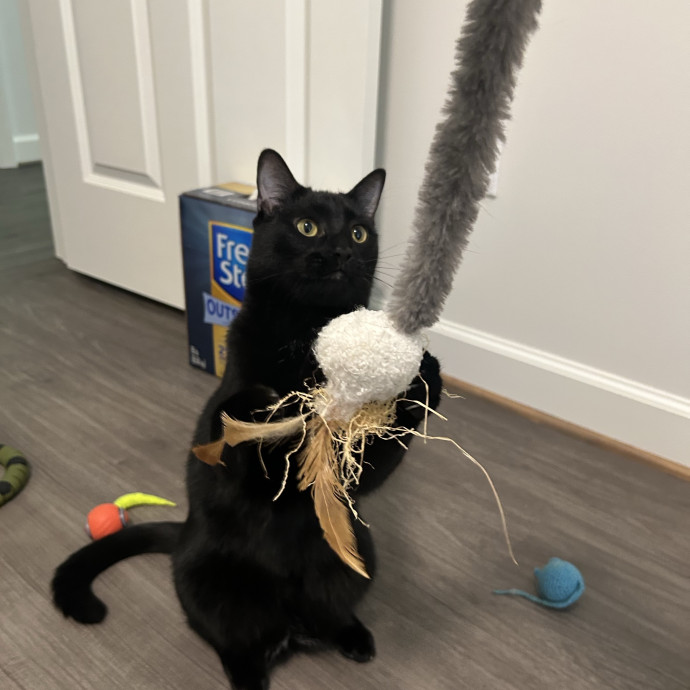 Compassionate Cat Sitter In Winston