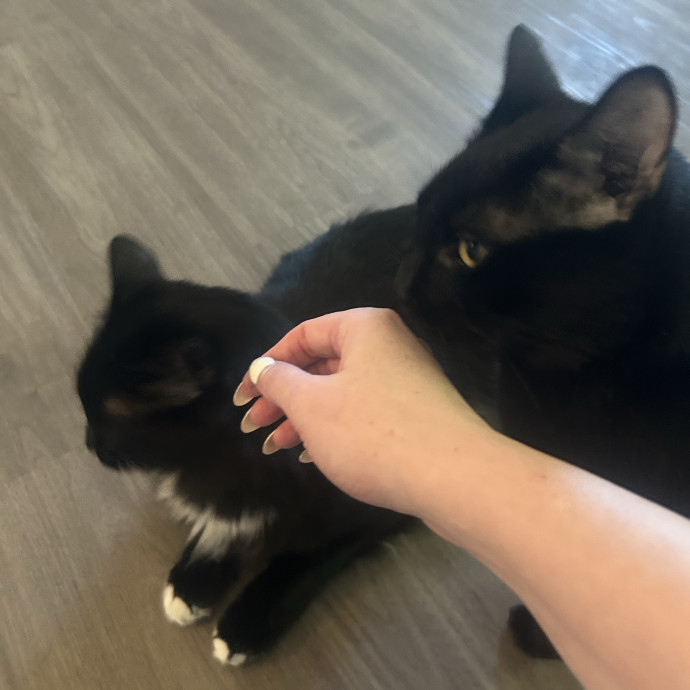 Compassionate Cat Sitter In Winston