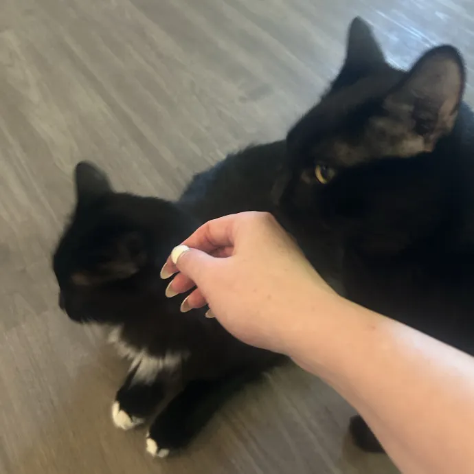 Compassionate Cat Sitter In Winston