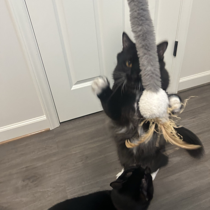 Compassionate Cat Sitter In Winston