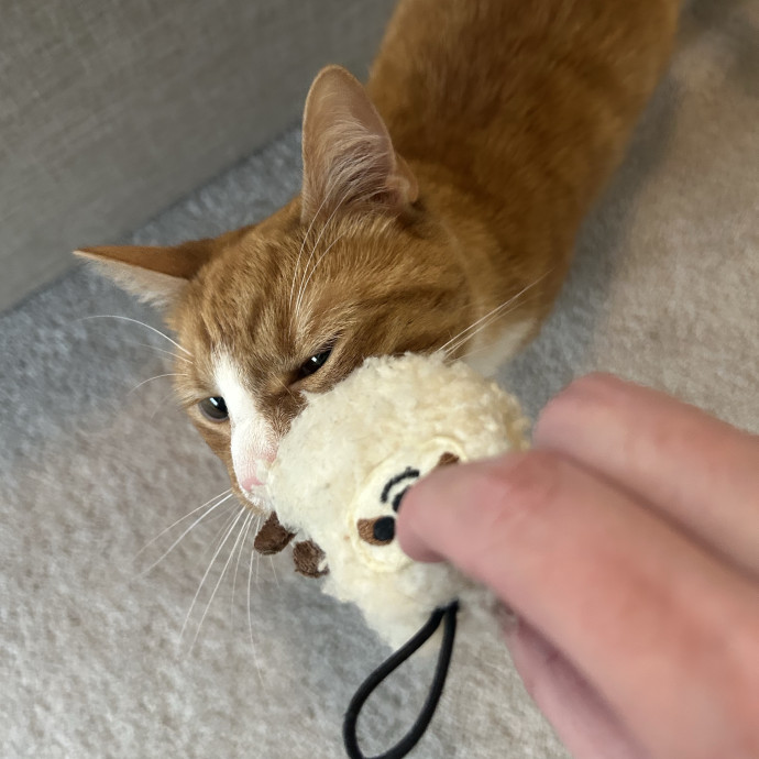 Compassionate Cat Sitter In Winston