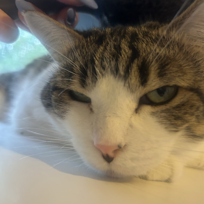 Compassionate Cat Sitter In Winston