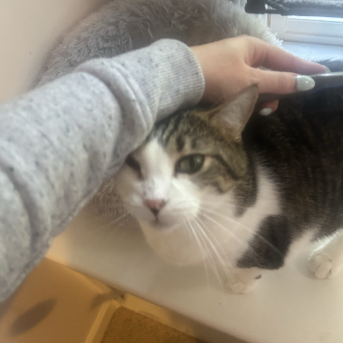 Compassionate Cat Sitter In Winston