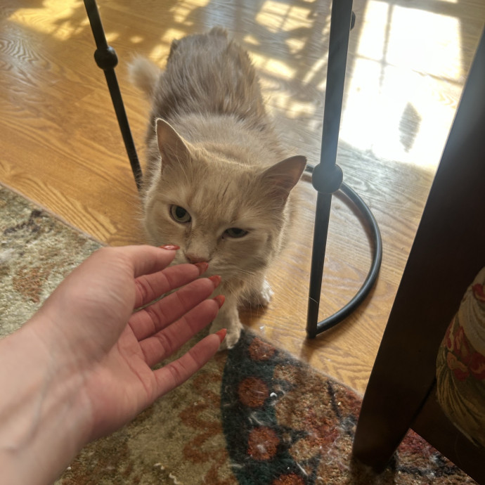 Compassionate Cat Sitter In Winston