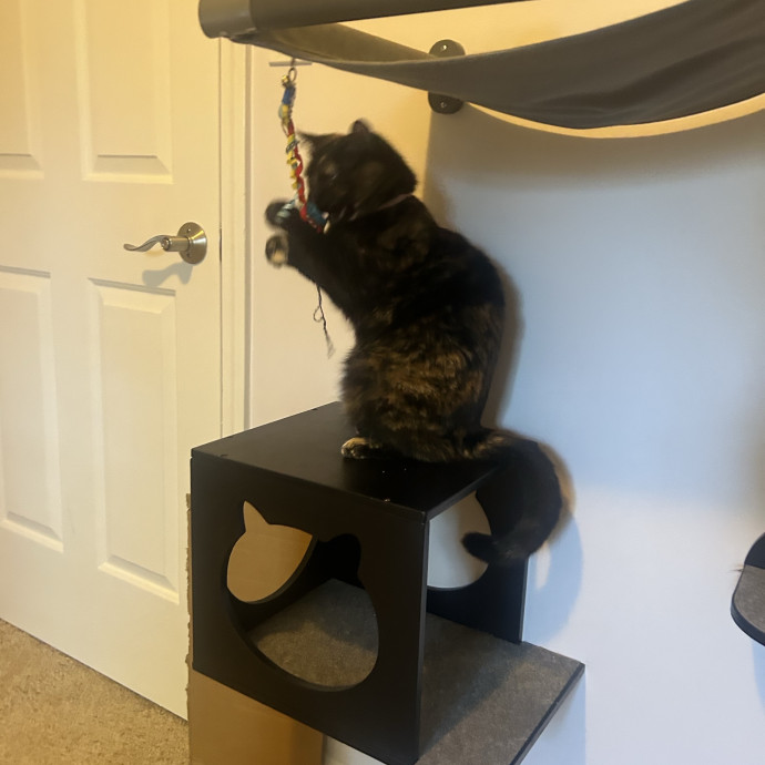 Compassionate Cat Sitter In Winston
