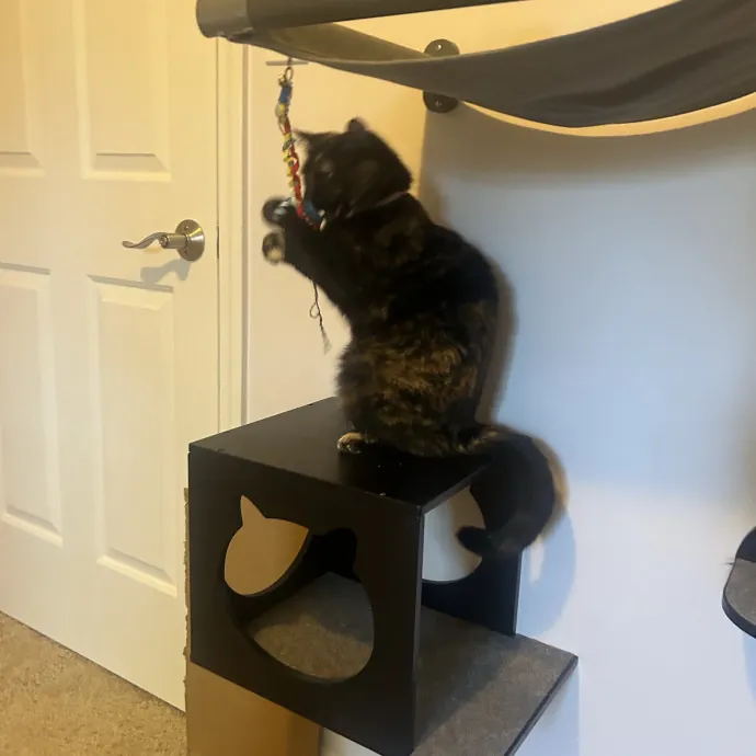 Compassionate Cat Sitter In Winston