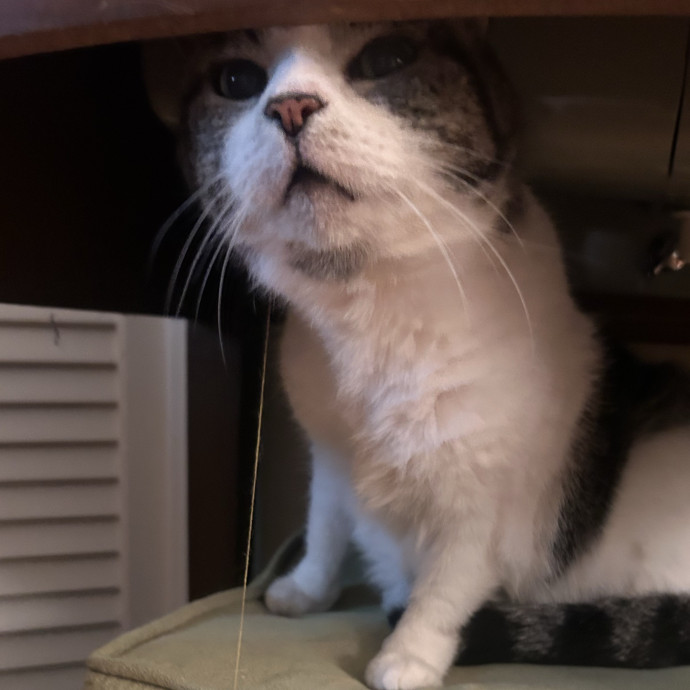 Compassionate Cat Sitter In Winston