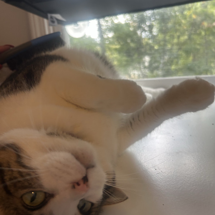 Compassionate Cat Sitter In Winston