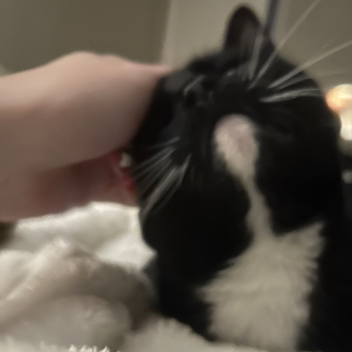 Compassionate Cat Sitter In Winston