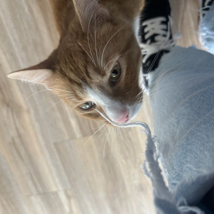 Compassionate Cat Sitter In Winston