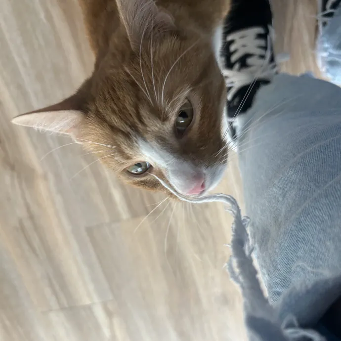 Compassionate Cat Sitter In Winston