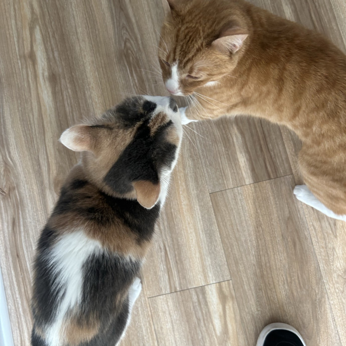 Compassionate Cat Sitter In Winston