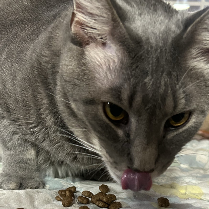 Compassionate Cat Sitter In Winston