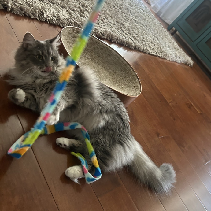 Compassionate Cat Sitter In Winston