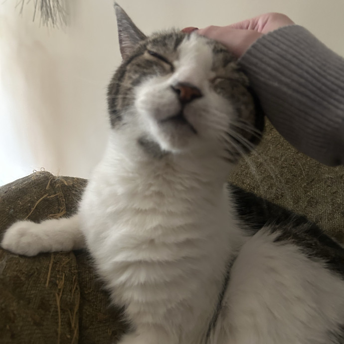 Compassionate Cat Sitter In Winston