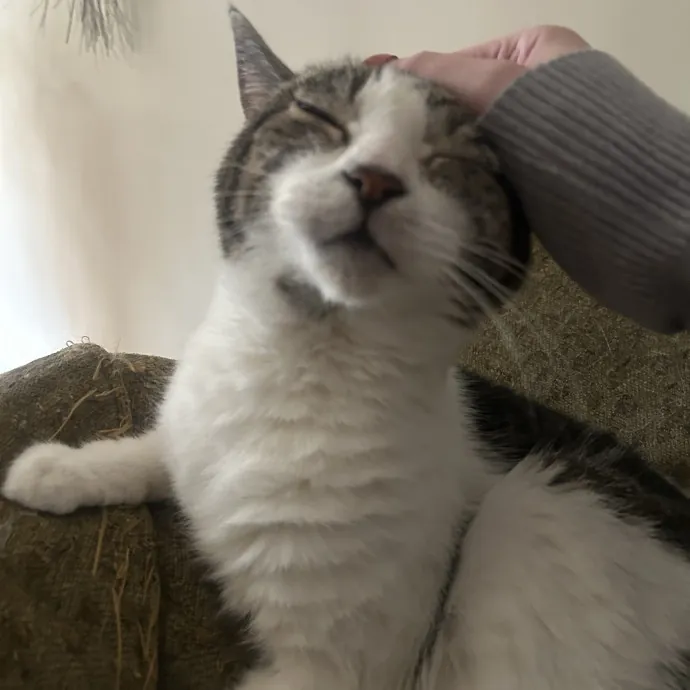 Compassionate Cat Sitter In Winston